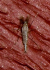 Chaoborus punctipennis