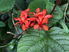 Clerodendrum buchananii