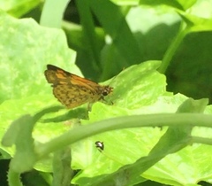 Ampittia dioscorides camertes