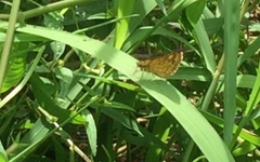 Ampittia dioscorides camertes