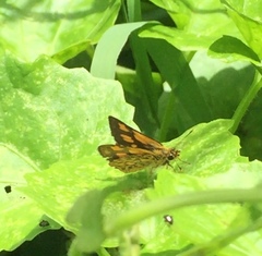 Ampittia dioscorides camertes