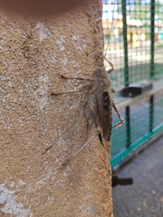 Balboana tibialis