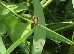 Ampittia dioscorides camertes