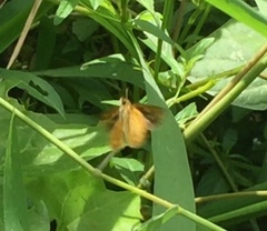 Ampittia dioscorides camertes