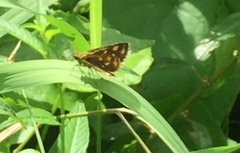 Ampittia dioscorides camertes
