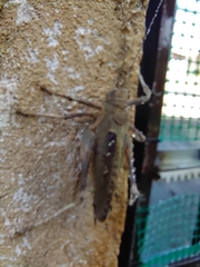 Balboana tibialis