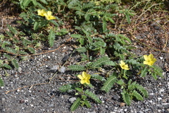 Tribulus cistoides