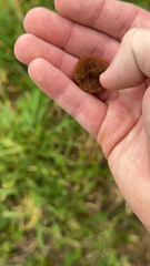 Agrocybe pediades