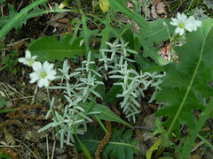 Cerastium tomentosum