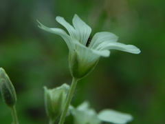 Cerastium tomentosum