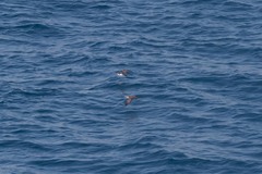 Puffinus subalaris
