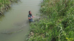 Lithobates catesbeianus