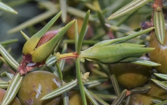 Oligotrophus panteli