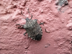 Halyomorpha halys