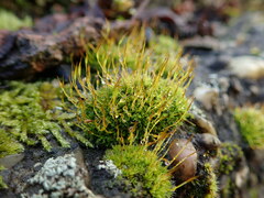 Tortula muralis muralis