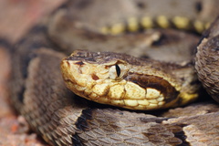 Bothrops atrox