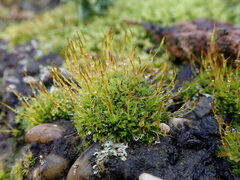 Tortula muralis muralis