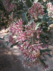 Critoniopsis
