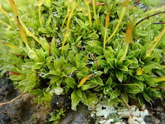 Tortula muralis muralis