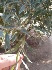 Critoniopsis
