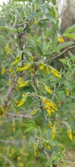 Anagyris foetida