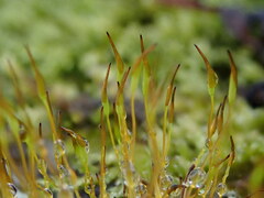 Tortula muralis muralis