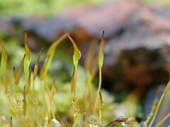 Tortula muralis muralis