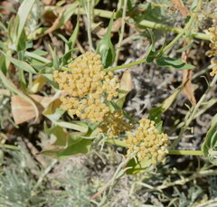 Angiospermae
