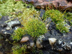 Tortula muralis muralis