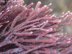 Amphiroa