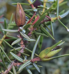 Oligotrophus panteli