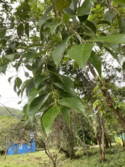 Struthanthus rhynchophyllus