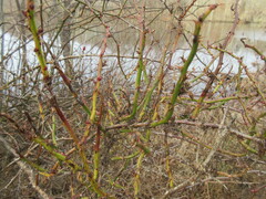 Rose rosette emaravirus