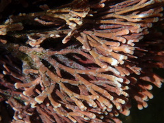 Amphiroa
