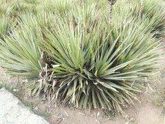 Agave karwinskii
