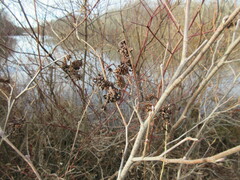 Taphrina robinsoniana