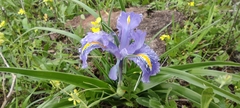 Iris planifolia