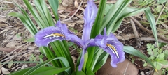 Iris planifolia