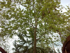 Platanus orientalis