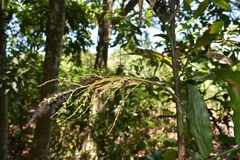 Desmoncus orthacanthos