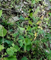 Cardamine bulbifera