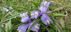 Iris planifolia