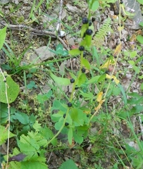 Cardamine bulbifera