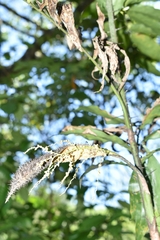 Desmoncus orthacanthos