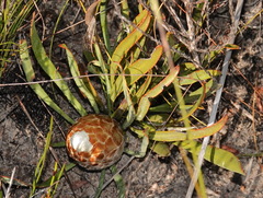 Protea aspera