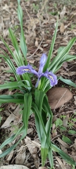 Iris planifolia