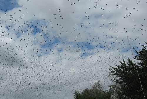 Tree Swallow (Tachycineta bicolor), photo 8