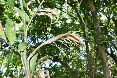 Desmoncus orthacanthos