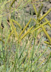 Spartium junceum