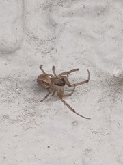 Zygiella x-notata